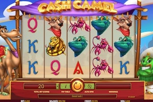 Cash Camel